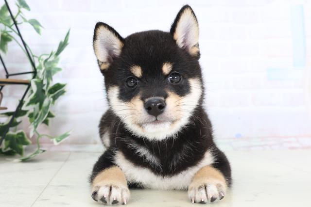 熊本県の豆柴 (Coo&RIKU熊本店/2025年8月1日生まれ/男の子/黒)の子犬の1枚目の画像