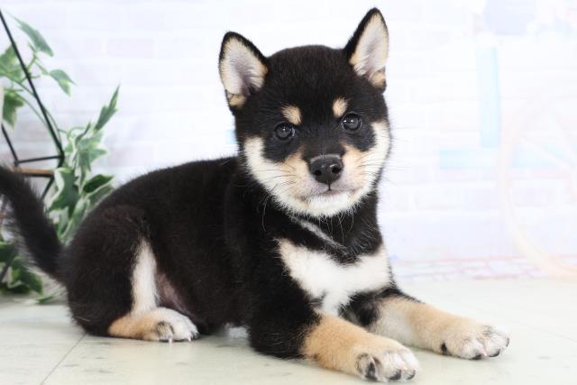熊本県の豆柴 (Coo&RIKU熊本店/2025年8月1日生まれ/男の子/黒)の子犬の2枚目の画像