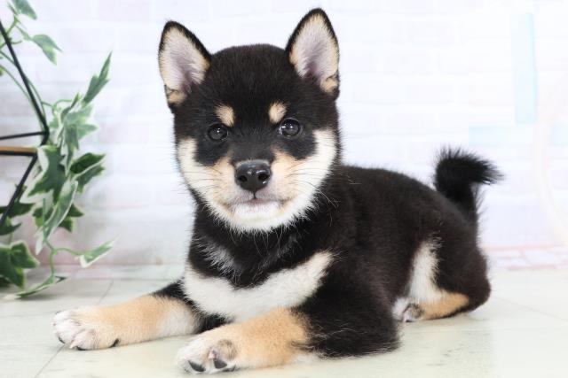 熊本県の豆柴 (Coo&RIKU熊本店/2025年8月1日生まれ/男の子/黒)の子犬の3枚目の画像
