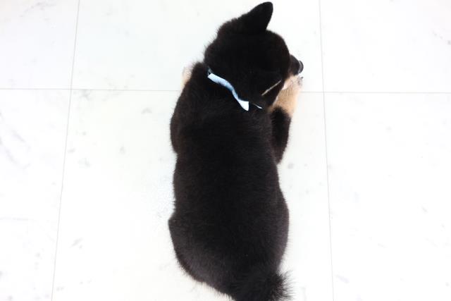 熊本県の豆柴 (Coo&RIKU熊本店/2025年8月1日生まれ/男の子/黒)の子犬の4枚目の画像