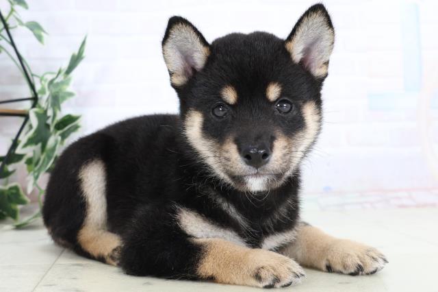 大分県の豆柴 (Coo&RIKU大分店/2025年8月1日生まれ/男の子/黒)の子犬の2枚目の画像