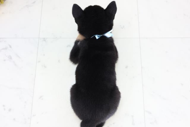大分県の豆柴 (Coo&RIKU大分店/2025年8月1日生まれ/男の子/黒)の子犬の4枚目の画像
