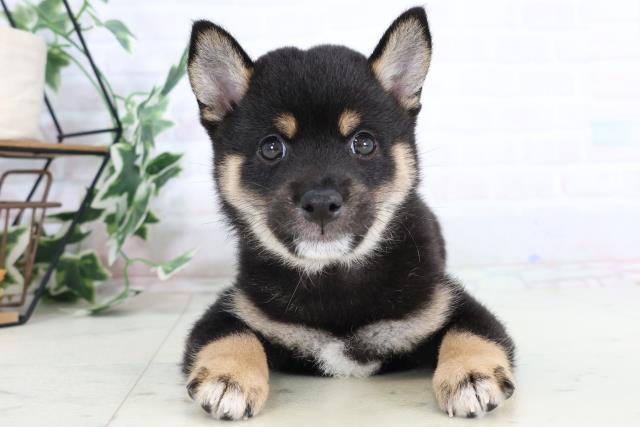 福岡県の豆柴 (Coo&RIKU大牟田店/2025年8月1日生まれ/男の子/黒)の子犬の1枚目の画像