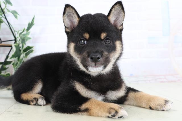 福岡県の豆柴 (Coo&RIKU大牟田店/2025年8月1日生まれ/男の子/黒)の子犬の2枚目の画像