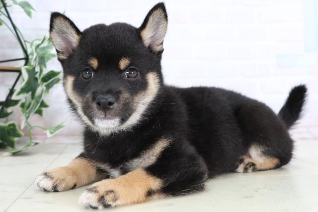 福岡県の豆柴 (Coo&RIKU大牟田店/2025年8月1日生まれ/男の子/黒)の子犬の3枚目の画像