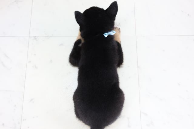 福岡県の豆柴 (Coo&RIKU大牟田店/2025年8月1日生まれ/男の子/黒)の子犬の4枚目の画像
