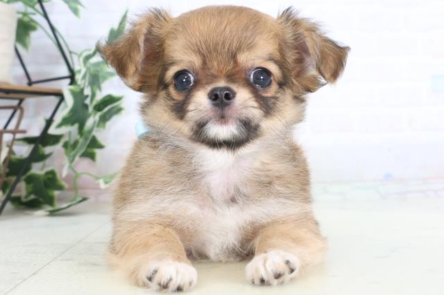 鹿児島県のチワワ(ロング) (Coo&RIKU鹿児島店/2025年8月3日生まれ/男の子/フォーン)の子犬