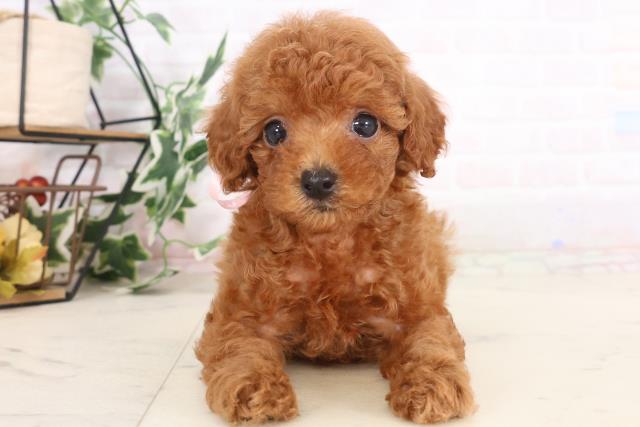 福岡県のトイプードル(トイ) (Coo&RIKU小倉店/2025年8月4日生まれ/女の子/レッドフォーン)の子犬の1枚目の画像