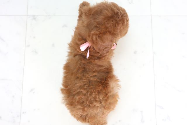 福岡県のトイプードル(トイ) (Coo&RIKU小倉店/2025年8月4日生まれ/女の子/レッドフォーン)の子犬の4枚目の画像