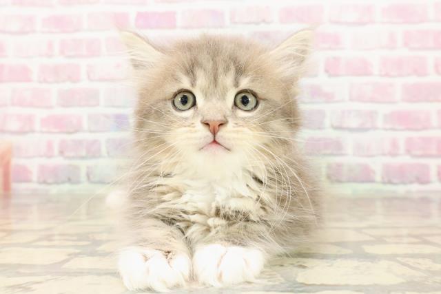 東京都のサイベリアン (Coo&RIKU浅草店/2025年8月6日生まれ/男の子/ブルータビーホワイト)の子猫