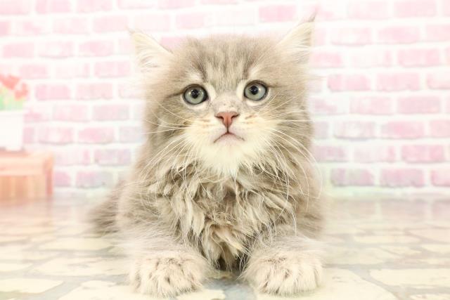 東京都のサイベリアン (Coo&RIKU池袋西口店/2025年8月6日生まれ/男の子/ブルータビー)の子猫の1枚目の画像