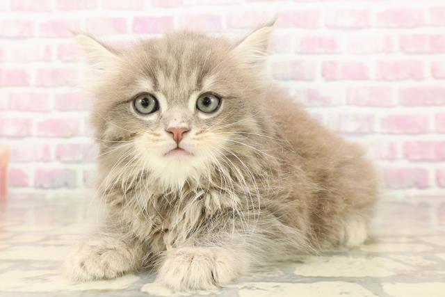 東京都のサイベリアン (Coo&RIKU池袋西口店/2025年8月6日生まれ/男の子/ブルータビー)の子猫の2枚目の画像