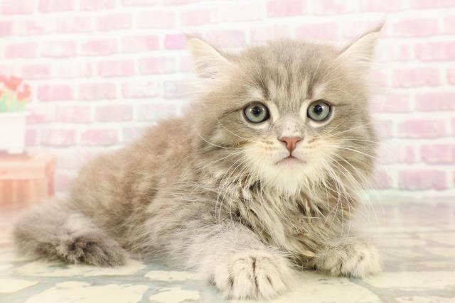東京都のサイベリアン (Coo&RIKU池袋西口店/2025年8月6日生まれ/男の子/ブルータビー)の子猫の3枚目の画像