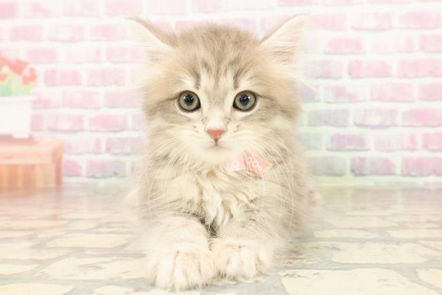 東京都のサイベリアン (Coo&RIKU浅草店/2025年8月6日生まれ/女の子/ブルータビー)の子猫