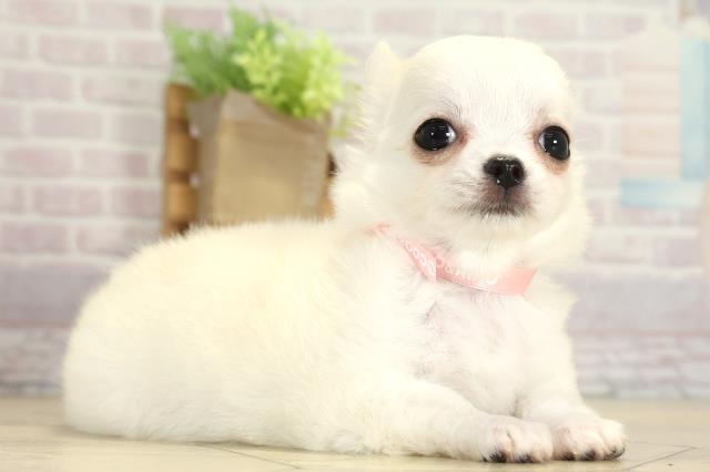 愛知県のチワワ(ロング) (Coo&RIKU春日井店/2025年8月2日生まれ/女の子/クリームホワイト)の子犬の2枚目の画像