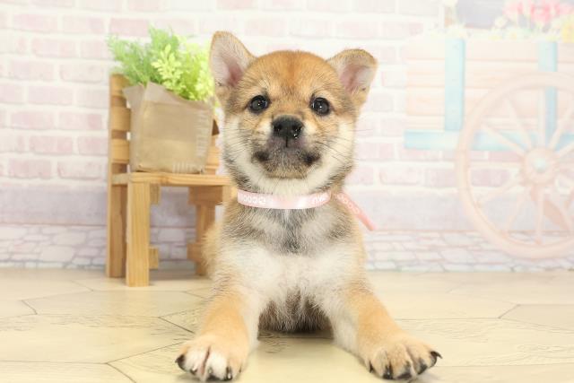 岐阜県の柴犬(標準サイズ) (Coo&RIKU岐南店/2025年8月5日生まれ/女の子/赤)の子犬の1枚目の画像