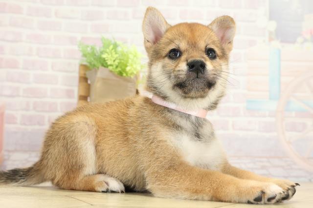 岐阜県の柴犬(標準サイズ) (Coo&RIKU岐南店/2025年8月5日生まれ/女の子/赤)の子犬の2枚目の画像