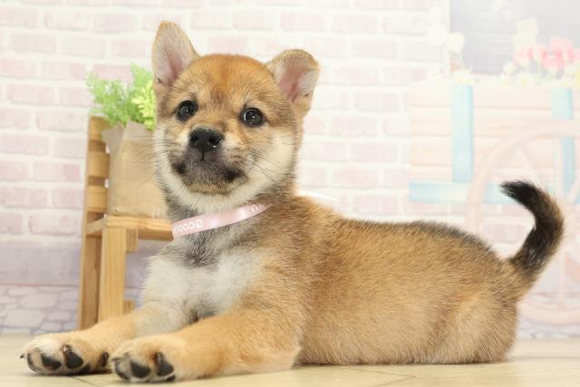岐阜県の柴犬(標準サイズ) (Coo&RIKU岐南店/2025年8月5日生まれ/女の子/赤)の子犬の3枚目の画像