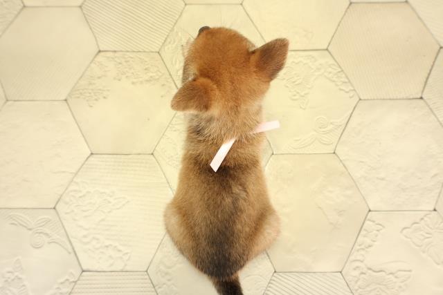 岐阜県の柴犬(標準サイズ) (Coo&RIKU岐南店/2025年8月5日生まれ/女の子/赤)の子犬の4枚目の画像