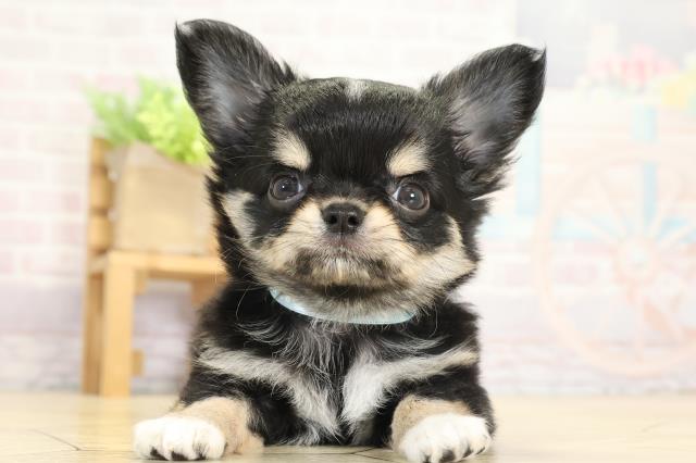 岐阜県のチワワ(ロング) (Coo&RIKU岐南店/2025年8月5日生まれ/男の子/ブラックタンホワイト)の子犬