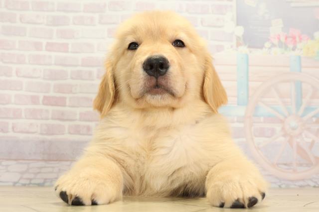 岐阜県のゴールデンレトリバー (Coo&RIKU岐阜店/2025年8月5日生まれ/女の子/ゴールデン)の子犬の1枚目の画像