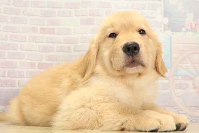岐阜県のゴールデンレトリバー (Coo&RIKU岐阜店/2025年8月5日生まれ/女の子/ゴールデン)の子犬の2枚目の画像