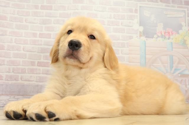岐阜県のゴールデンレトリバー (Coo&RIKU岐阜店/2025年8月5日生まれ/女の子/ゴールデン)の子犬の3枚目の画像