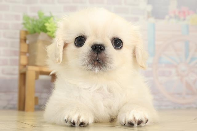 愛知県のペキニーズ (Coo&RIKU東海一宮店/2025年8月6日生まれ/男の子/クリーム)の子犬の1枚目の画像