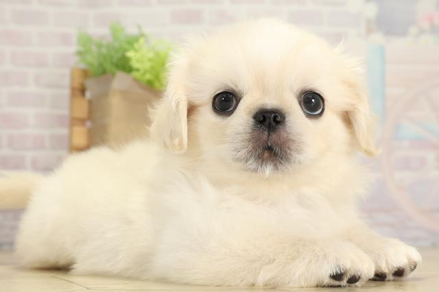 愛知県のペキニーズ (Coo&RIKU東海一宮店/2025年8月6日生まれ/男の子/クリーム)の子犬の2枚目の画像