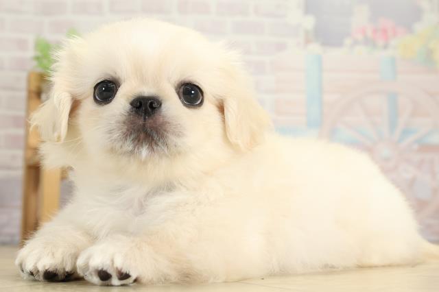 愛知県のペキニーズ (Coo&RIKU東海一宮店/2025年8月6日生まれ/男の子/クリーム)の子犬の3枚目の画像