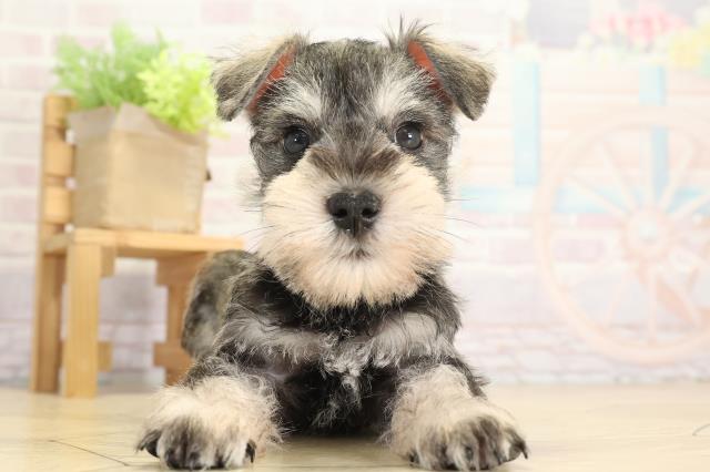 岐阜県のミニチュアシュナウザー (Coo&RIKU岐南店/2025年8月4日生まれ/男の子/ソルトペッパー)の子犬