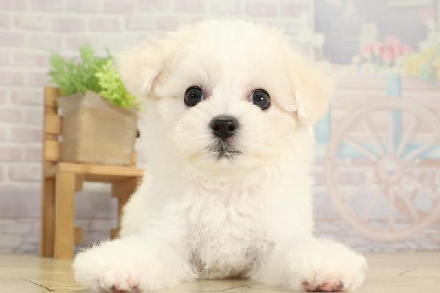 岐阜県のビションフリーゼ (Coo&RIKU各務原店/2025年8月6日生まれ/女の子/ホワイト)の子犬の1枚目の画像