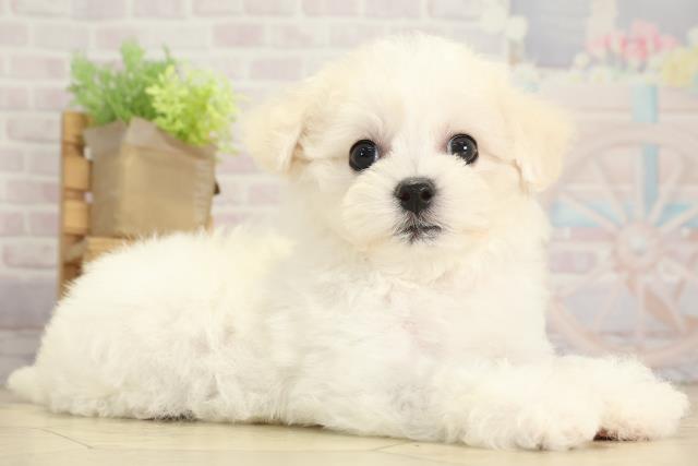 岐阜県のビションフリーゼ (Coo&RIKU各務原店/2025年8月6日生まれ/女の子/ホワイト)の子犬の2枚目の画像