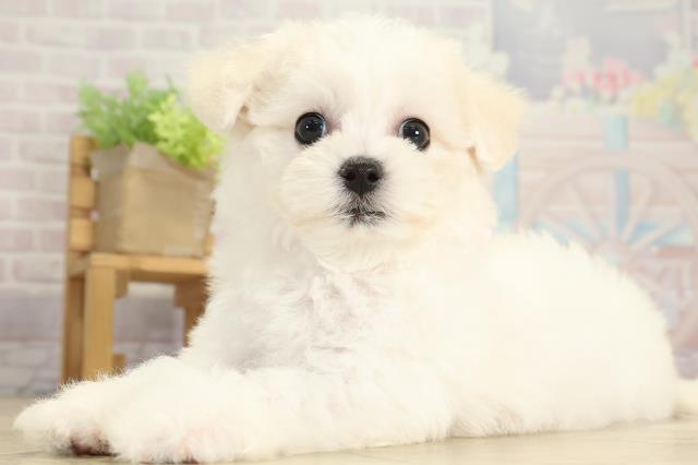 岐阜県のビションフリーゼ (Coo&RIKU各務原店/2025年8月6日生まれ/女の子/ホワイト)の子犬の3枚目の画像