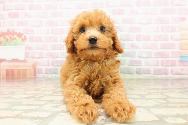 埼玉県のトイプードル(トイ) (Coo&RIKU川越店/2025年8月2日生まれ/男の子/アプリコット)の子犬の1枚目の画像