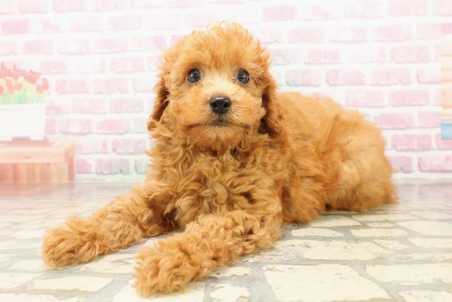 埼玉県のトイプードル(トイ) (Coo&RIKU川越店/2025年8月2日生まれ/男の子/アプリコット)の子犬の2枚目の画像