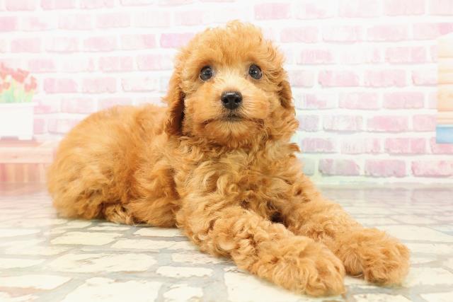 埼玉県のトイプードル(トイ) (Coo&RIKU川越店/2025年8月2日生まれ/男の子/アプリコット)の子犬の3枚目の画像