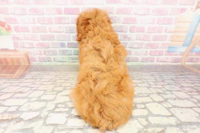 埼玉県のトイプードル(トイ) (Coo&RIKU川越店/2025年8月2日生まれ/男の子/アプリコット)の子犬の4枚目の画像