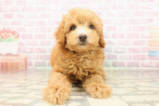 東京都のトイプードル(トイ) (Coo&RIKU八王子西店/2025年8月2日生まれ/男の子/アプリコット)の子犬の1枚目の画像