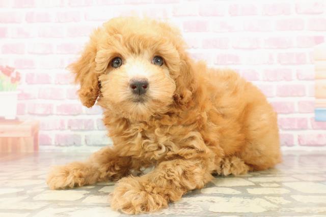 東京都のトイプードル(トイ) (Coo&RIKU八王子西店/2025年8月2日生まれ/男の子/アプリコット)の子犬の2枚目の画像