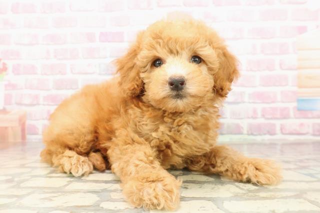 東京都のトイプードル(トイ) (Coo&RIKU八王子西店/2025年8月2日生まれ/男の子/アプリコット)の子犬の3枚目の画像