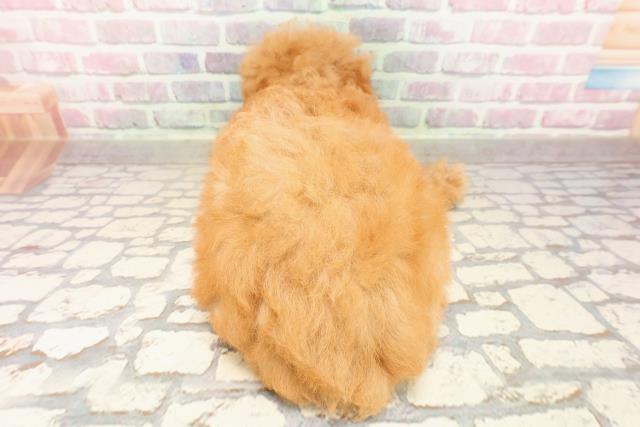 東京都のトイプードル(トイ) (Coo&RIKU八王子西店/2025年8月2日生まれ/男の子/アプリコット)の子犬の4枚目の画像