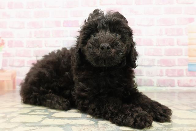 栃木県のトイプードル(トイ) (Coo&RIKUFKDインターパーク店/2025年8月2日生まれ/男の子/ブラック)の子犬の3枚目の画像