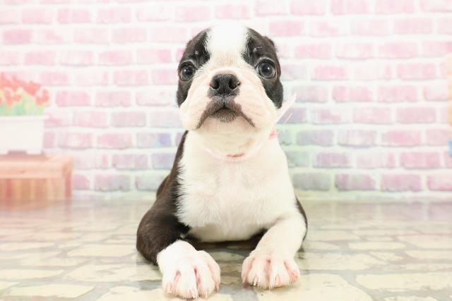 東京都のボストンテリア (Coo&RIKU武蔵小山店/2025年8月7日生まれ/女の子/ボストンカラー)の子犬の1枚目の画像