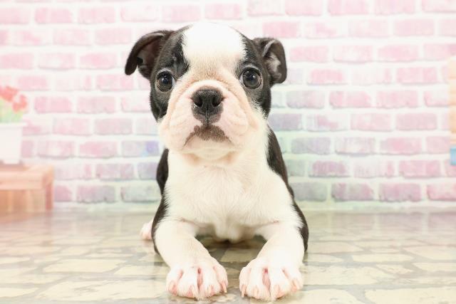東京都のボストンテリア (Coo&RIKU池袋西口店/2025年8月7日生まれ/女の子/ボストンカラー)の子犬の1枚目の画像