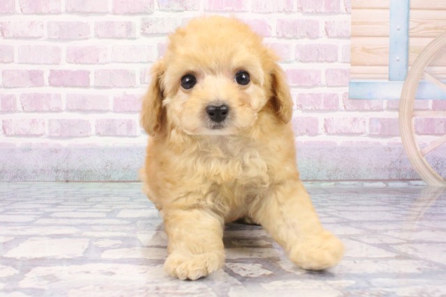 大阪府のトイプードル(トイ) (Coo&RIKU心斎橋店/2025年8月5日生まれ/女の子/オレンジフォーン)の子犬の1枚目の画像