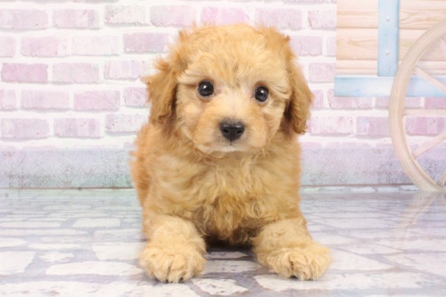 大阪府のトイプードル(トイ) (Coo&RIKU梅田店/2025年8月5日生まれ/男の子/オレンジフォーン)の子犬の1枚目の画像