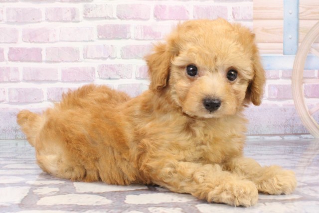 大阪府のトイプードル(トイ) (Coo&RIKU梅田店/2025年8月5日生まれ/男の子/オレンジフォーン)の子犬の2枚目の画像
