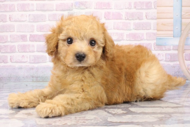 大阪府のトイプードル(トイ) (Coo&RIKU梅田店/2025年8月5日生まれ/男の子/オレンジフォーン)の子犬の3枚目の画像