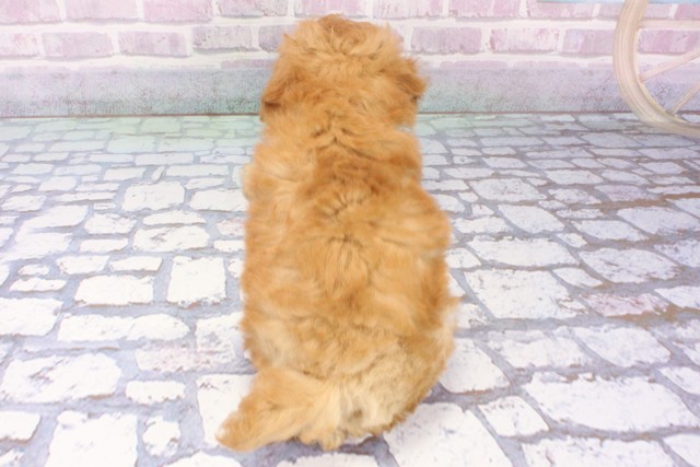 大阪府のトイプードル(トイ) (Coo&RIKU梅田店/2025年8月5日生まれ/男の子/オレンジフォーン)の子犬の4枚目の画像